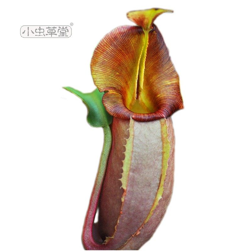 维奇猪笼草 小虫草堂食虫植物实生苗盆栽高地低地食虫草稀有奇趣