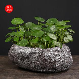 大号陶瓷花盆水仙花室内彷石头水培盆景家居创意个性铜钱草碗莲盆