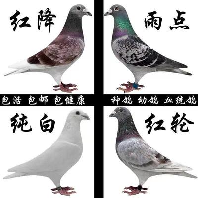 鸽子活体信鸽赛鸽天落鸟黑色信鸽火凤凰大红袍麒麟花纯白信鸽包邮