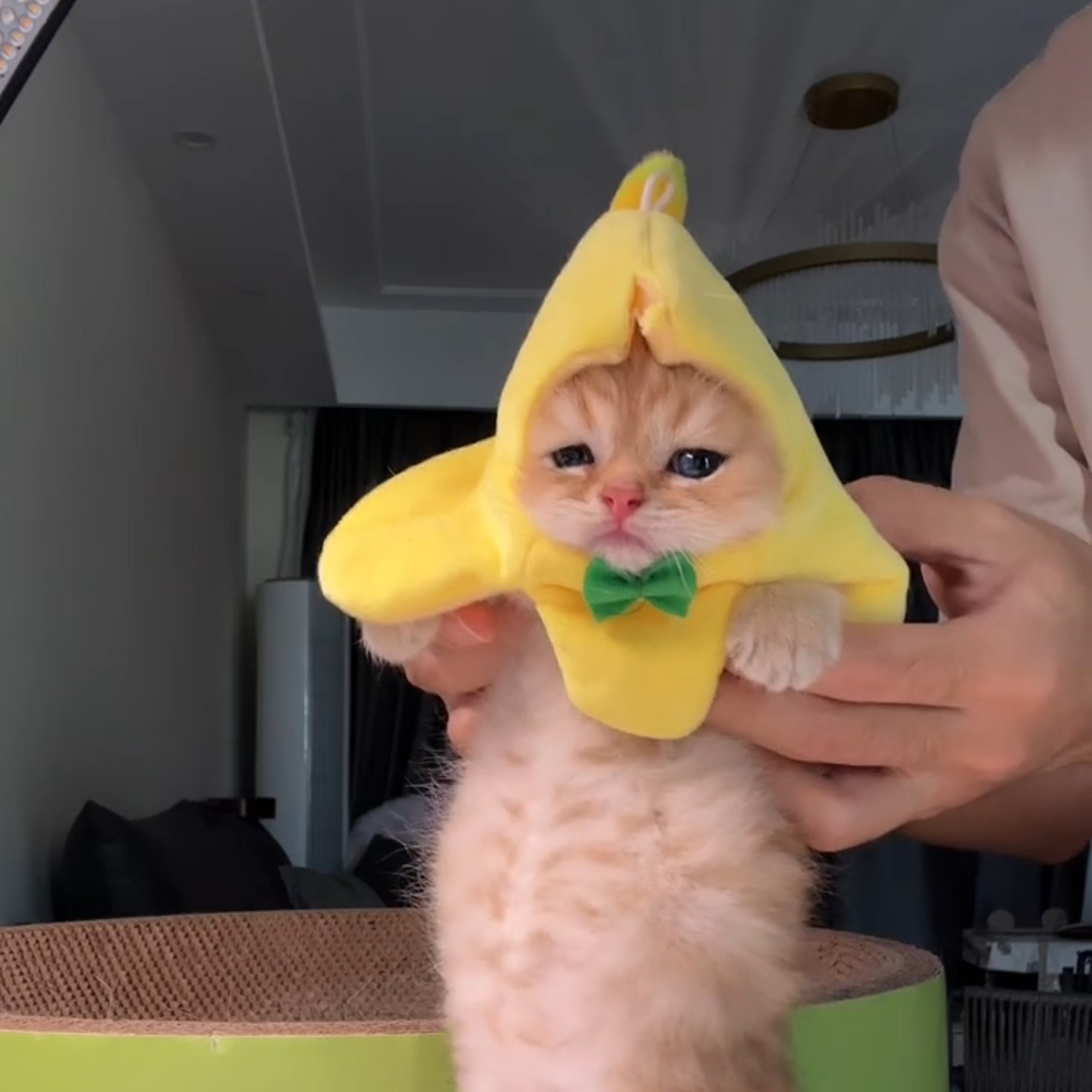 香蕉喵頭套香蕉貓幼貓寵物服裝