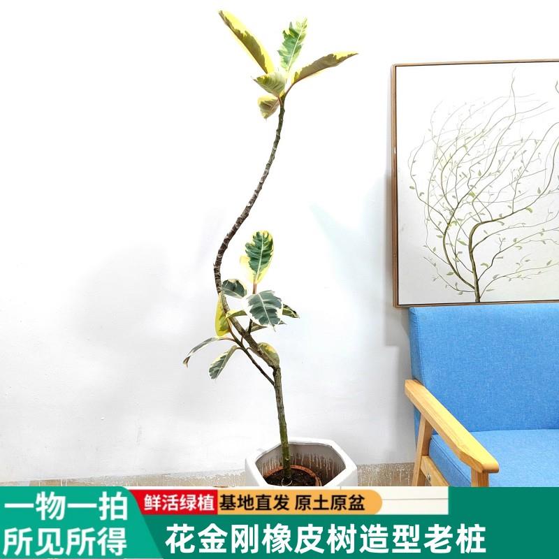 造型花金刚橡皮树基地植物盆栽大型客厅阳台耐荫好养室内办公室