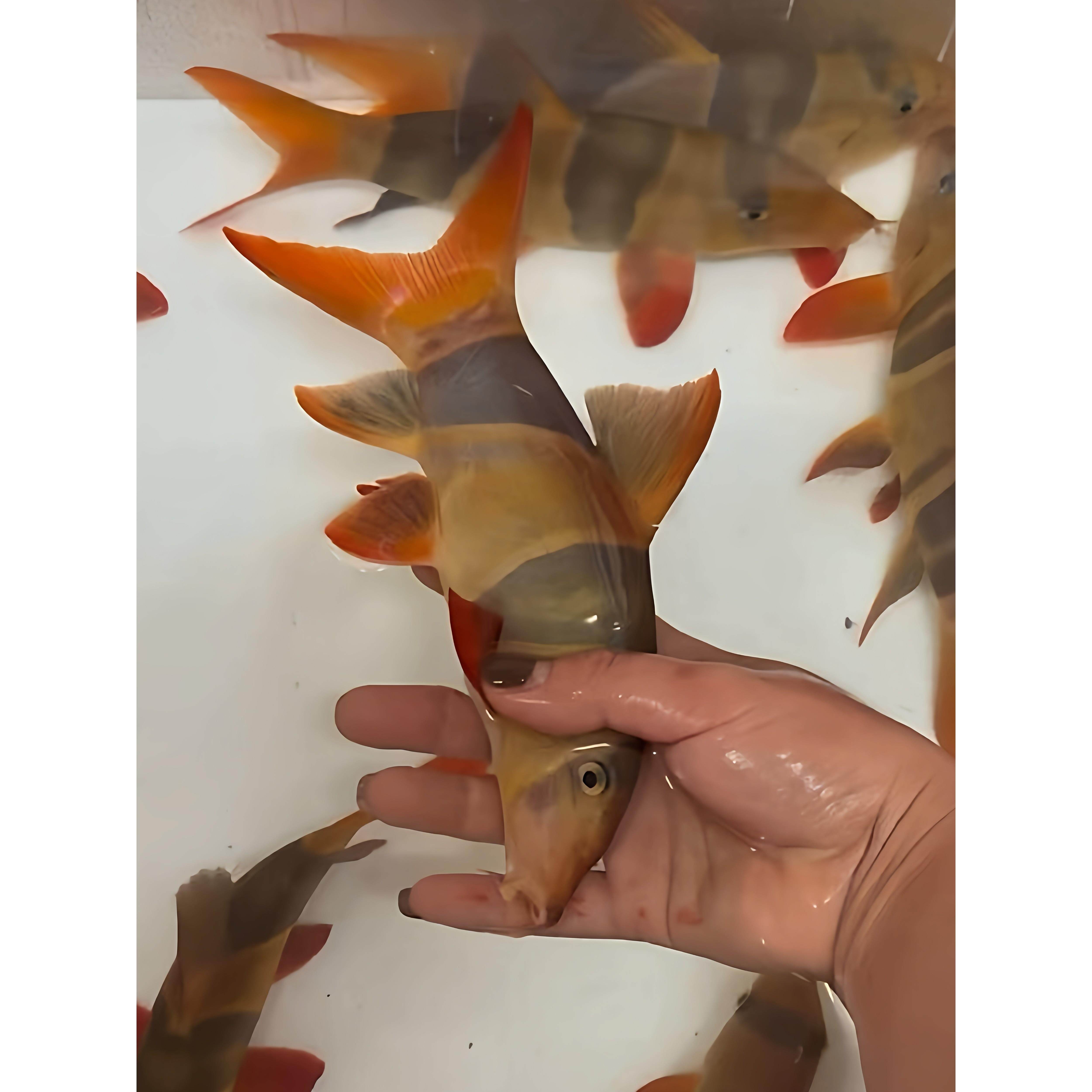 进口三间鼠溪流缸南美高端大尺寸爱睡觉的清苔鼠鱼热带观赏鱼清缸