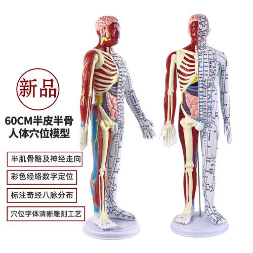 超清晰60CM人体针灸模型半肌肉骨骼内脏模型中医经络穴位模型