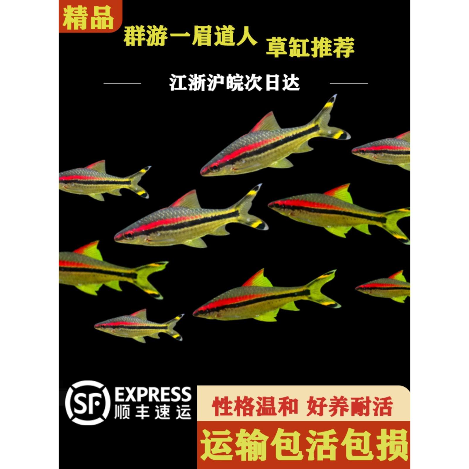 一眉道人观赏鱼灯鱼小型草缸群游观赏鱼热带淡水鱼鱼活体好养耐活