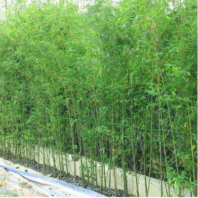 庭院不修剪景观竹子苗植物四季青别墅室外观赏紫竹室内盆栽金竹子