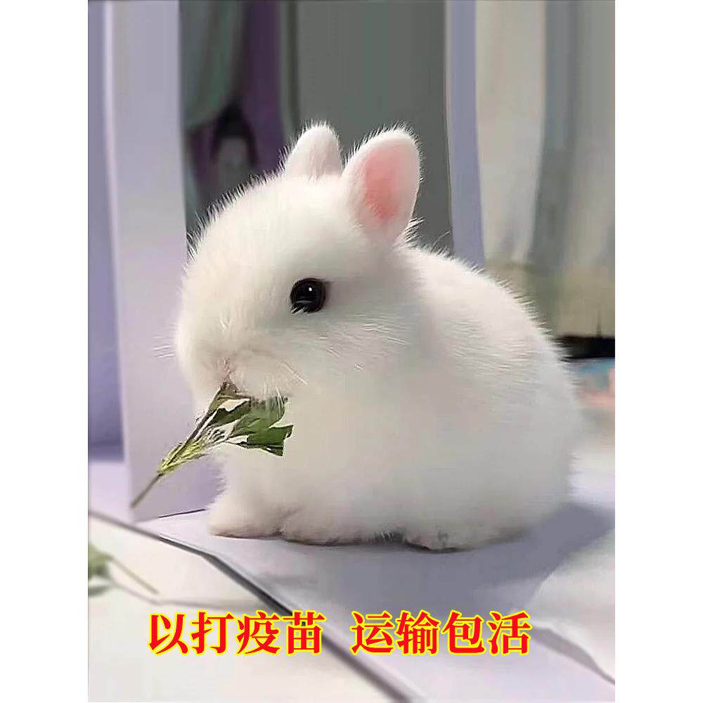 小兔子活物迷你侏儒凤眼海棠小型茶杯兔长不大儿童宠物垂耳兔活体