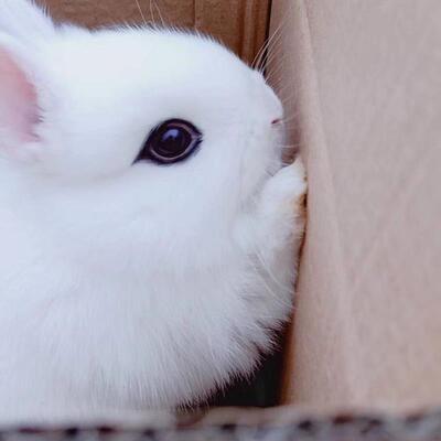纯白凤眼侏儒长不大迷你小型西施茶杯兔子活体宠物兔荷兰兔子活物