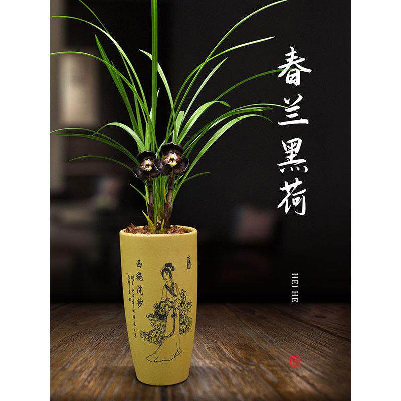 兰花盆栽植物室内春兰黑荷无花苞浓香庭院阳台窗台客厅名贵兰花苗