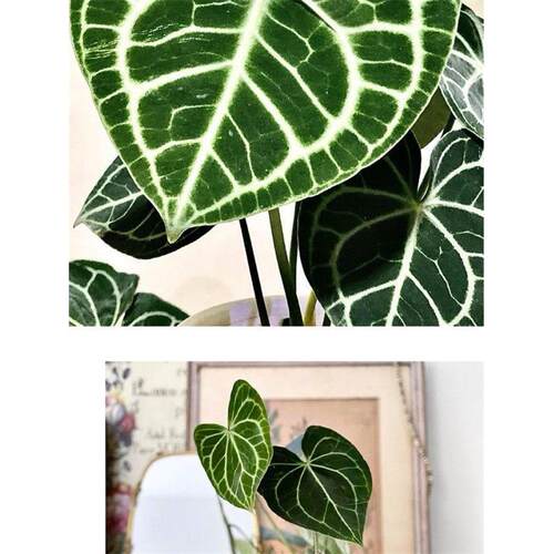 克莱恩花烛水晶盆栽热带丽晶心形大叶片好养室内观叶植物客厅阳台