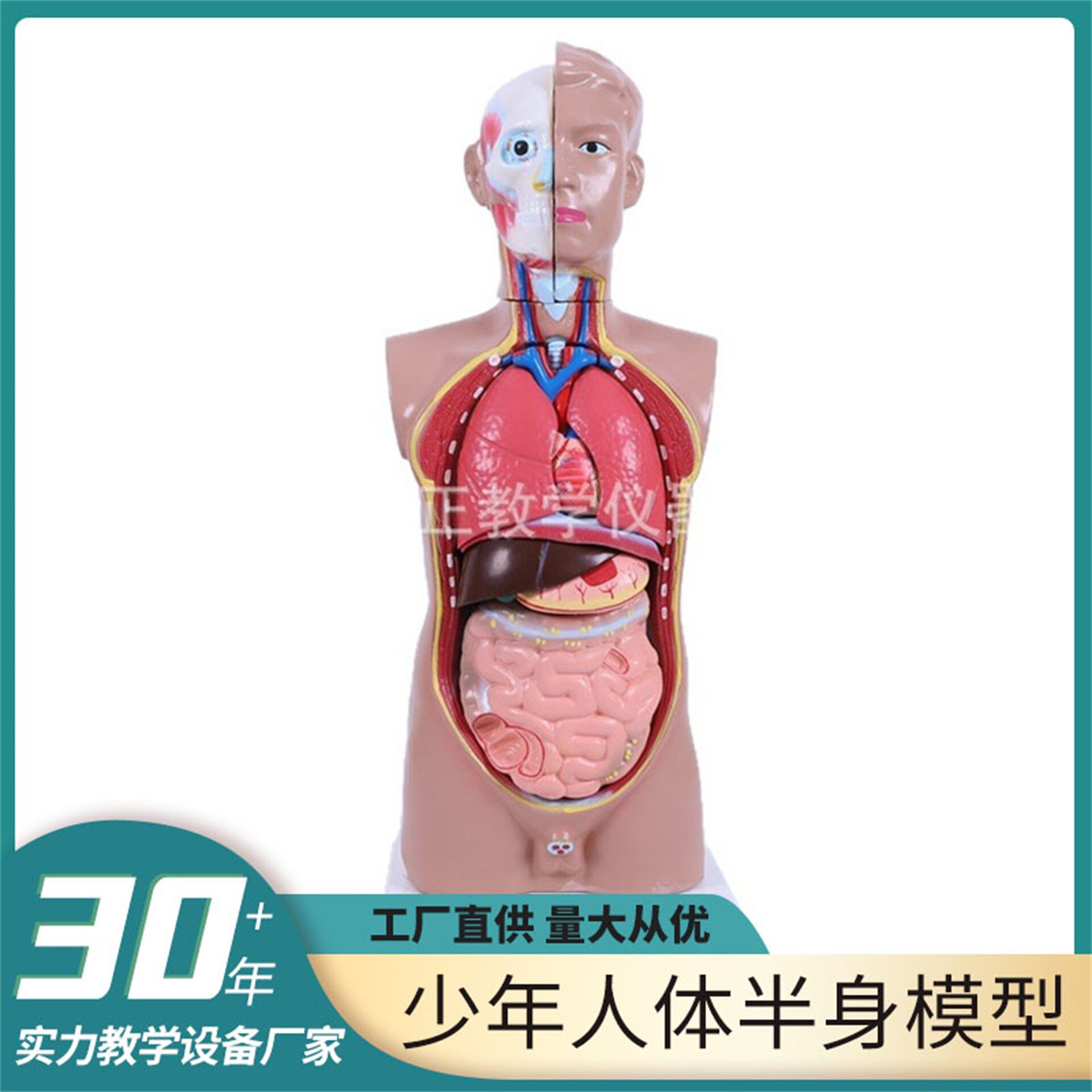 少年人体半身模型80cm初高教学演示模型生物教学仪器模型模具器材