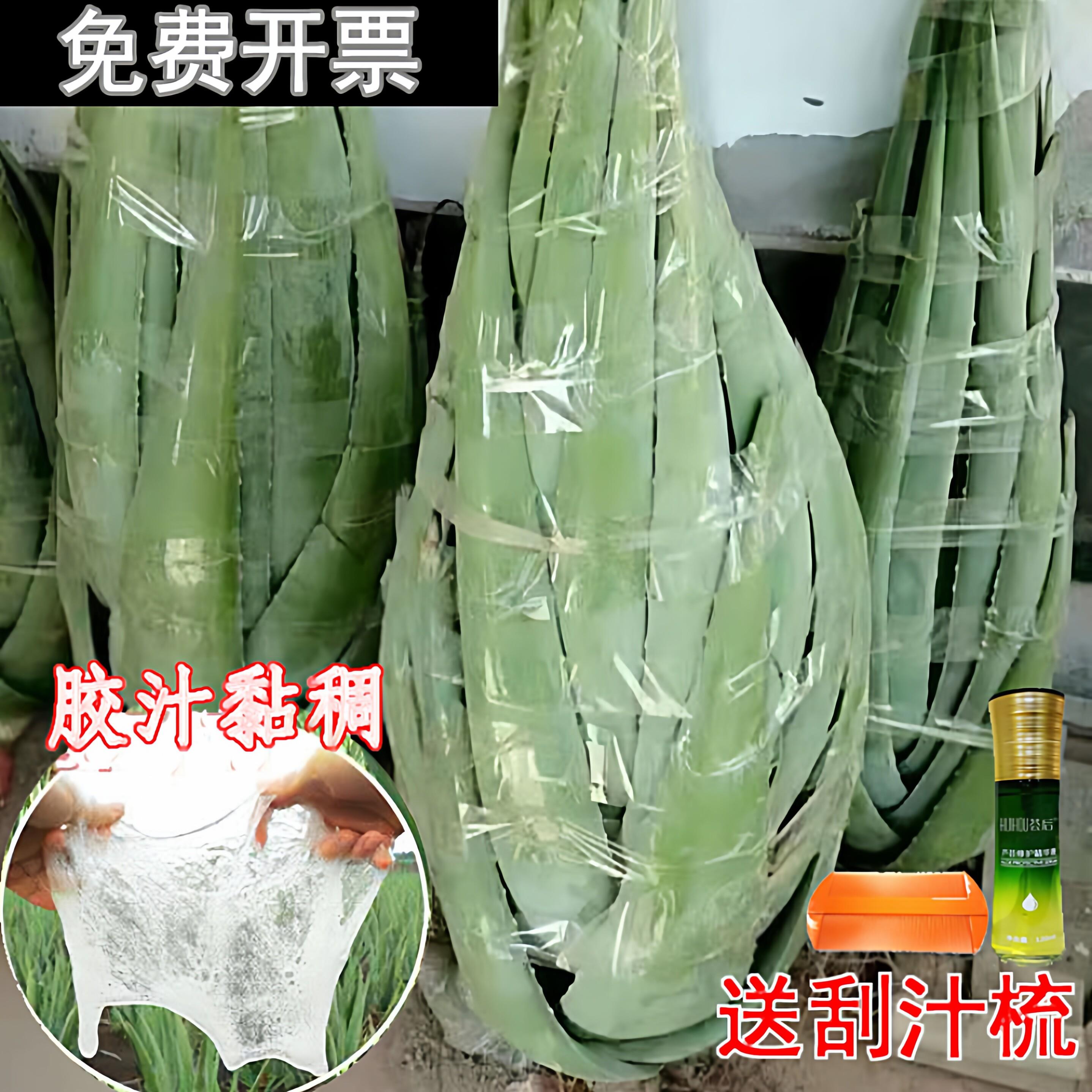库拉索芦荟美容院灌肤专用可食用芦荟盆栽洗澡洗浴芦荟美容植物苗