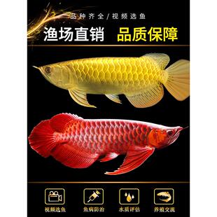金龙鱼活鱼龙鱼幼苗过背高背练手印尼辣椒纯血红龙鱼苗热带观赏鱼
