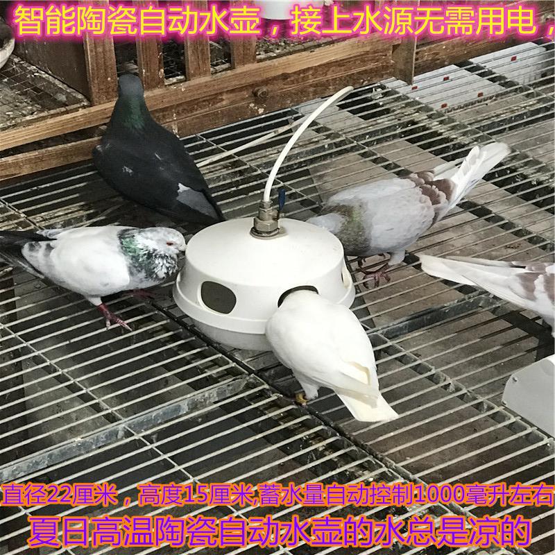 鸽子自动喂水器用信鸽品用具自动饮水器水壶赛鸽水槽喂食槽鸽具