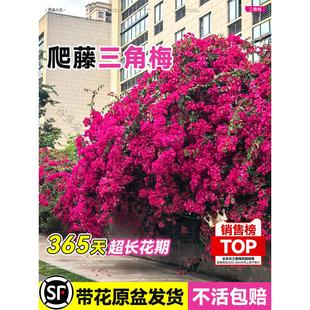 爬藤三角梅盆栽绿樱红樱老桩带花发货阳台庭院花卉绿植物四季常青