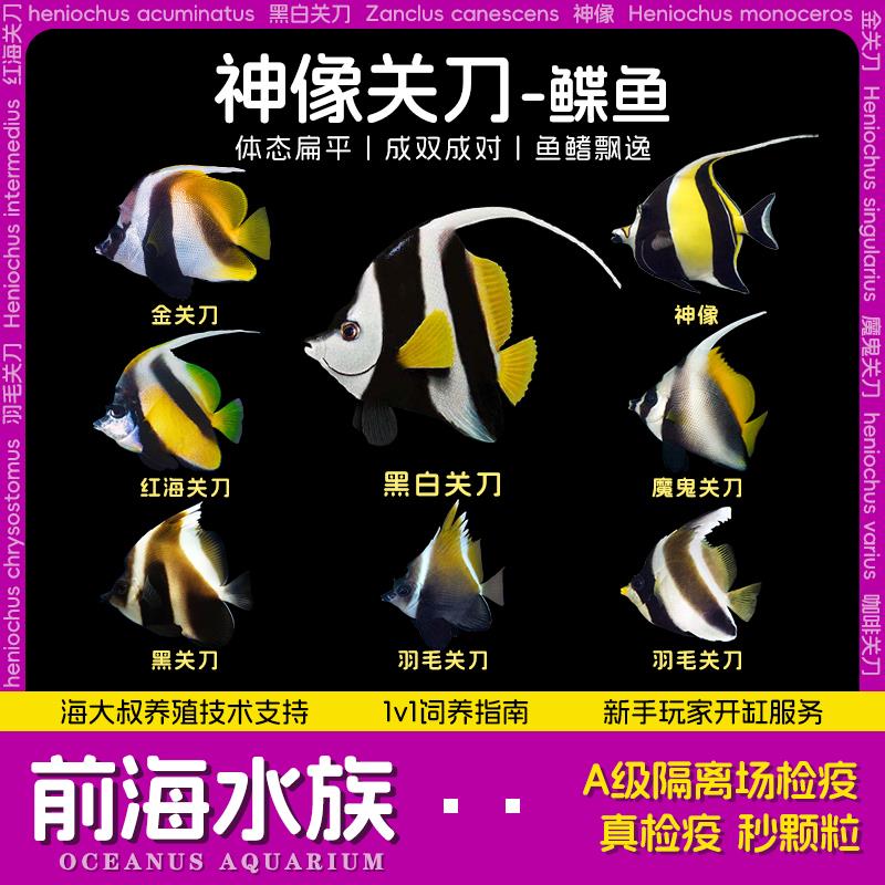神像角蝶鱼羽毛黑白关刀神像鲽鱼活体海水观赏鱼蝶类水族宠物鱼