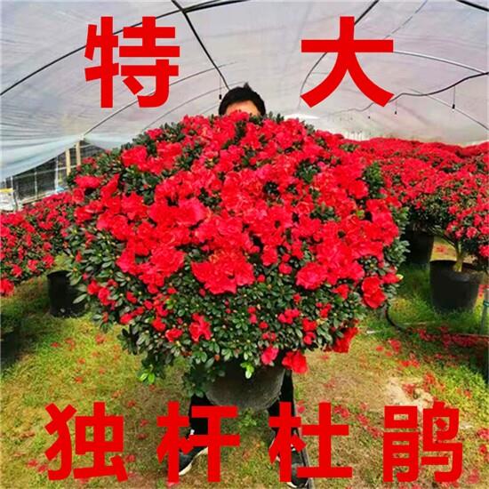 特大杜鹃花盆栽单棵老桩带花苞四季开花室内庭院观花植物好养的花