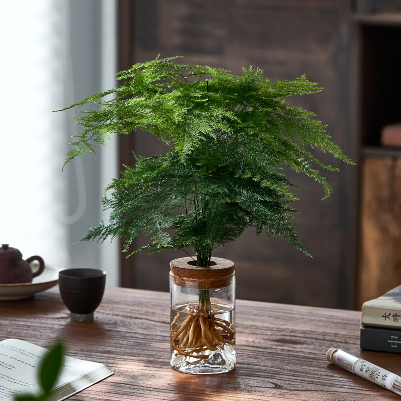 水培植物文竹盆栽室内好养客厅茶桌新中式植物摆件办X公室桌面绿