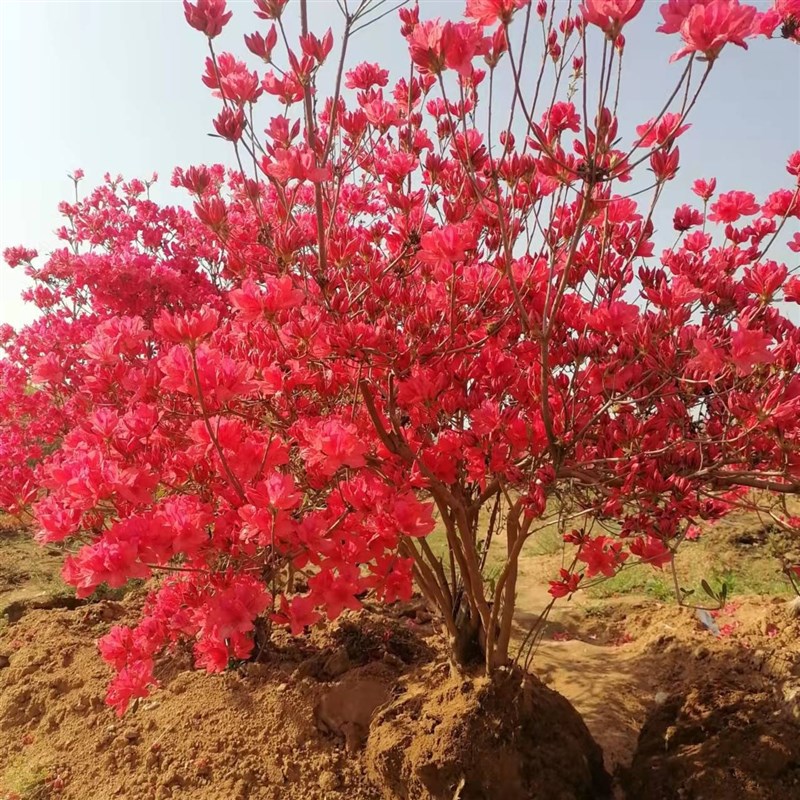 杜鹃花映山红微盆栽好养花卉客厅开花观花植物室内花盆景映山红