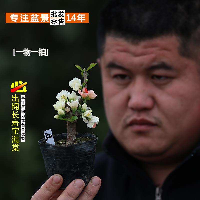 精品日本原生粉宝出锦长寿宝海棠花小叶东洋锦覆色长寿梅微型盆景