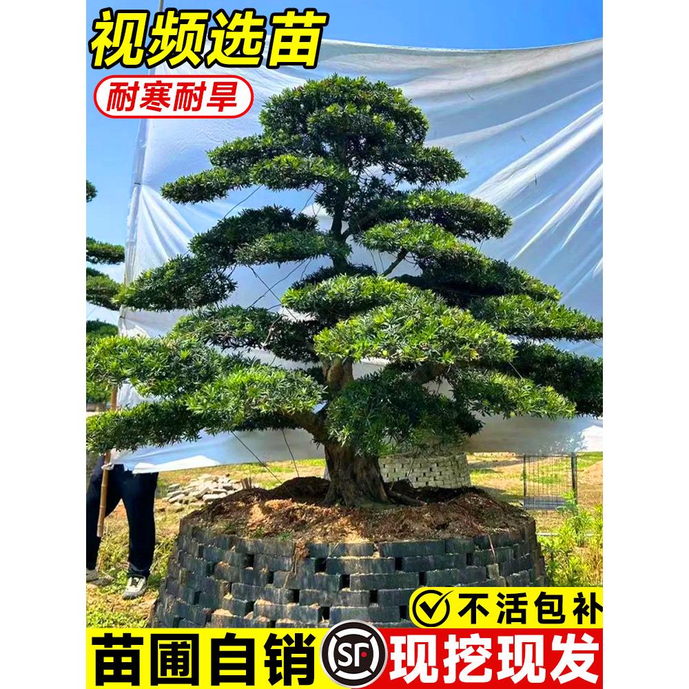 罗汉松庭院造型树盆景小叶雀舌室外庭院地栽盆栽大树桩名贵绿化苗
