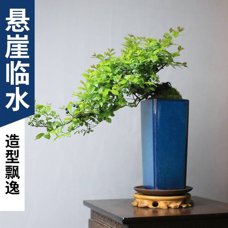 小叶红芽雀e梅老桩悬崖造型客厅办公桌面盆景阳台室内绿植精品盆