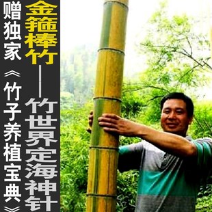 金箍棒竹花毛竹子君观赏竹庭院室内绿植竹盆栽景竹基地直销