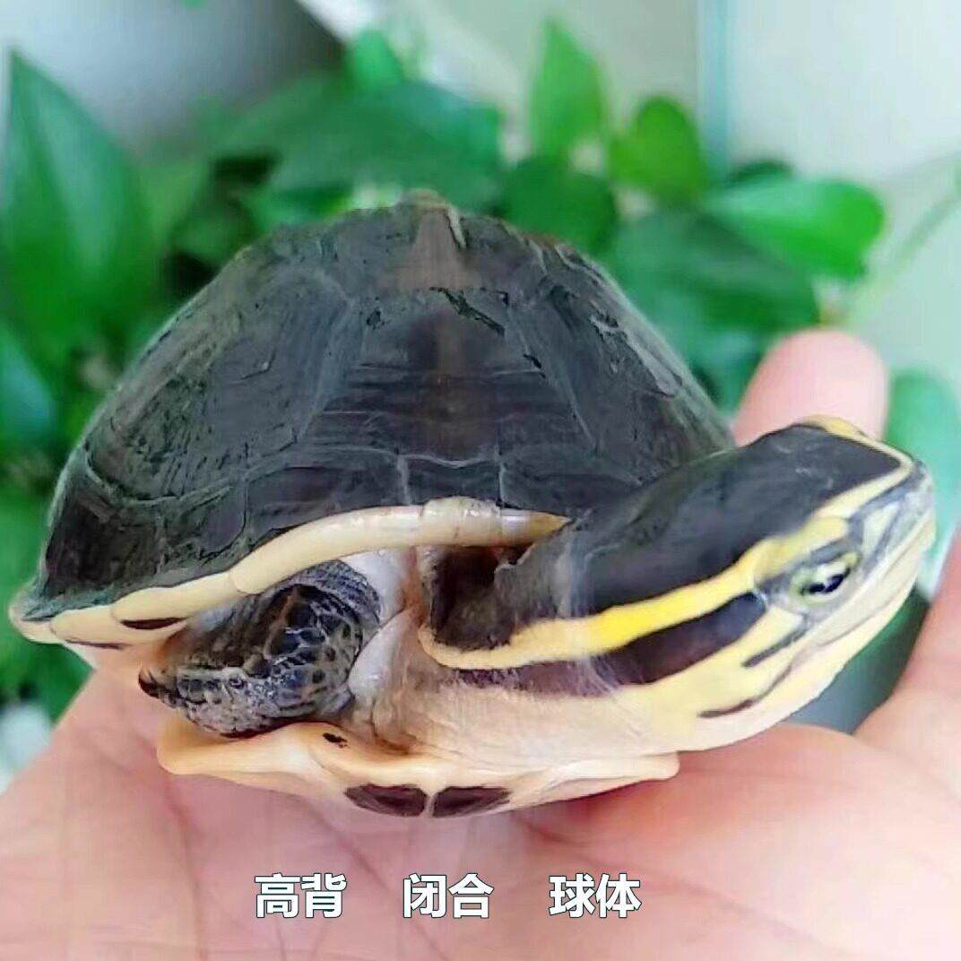 人工安布龟苗冷水乌龟半水龟镇宅观赏宠物龟安缘线安活体闭壳高背