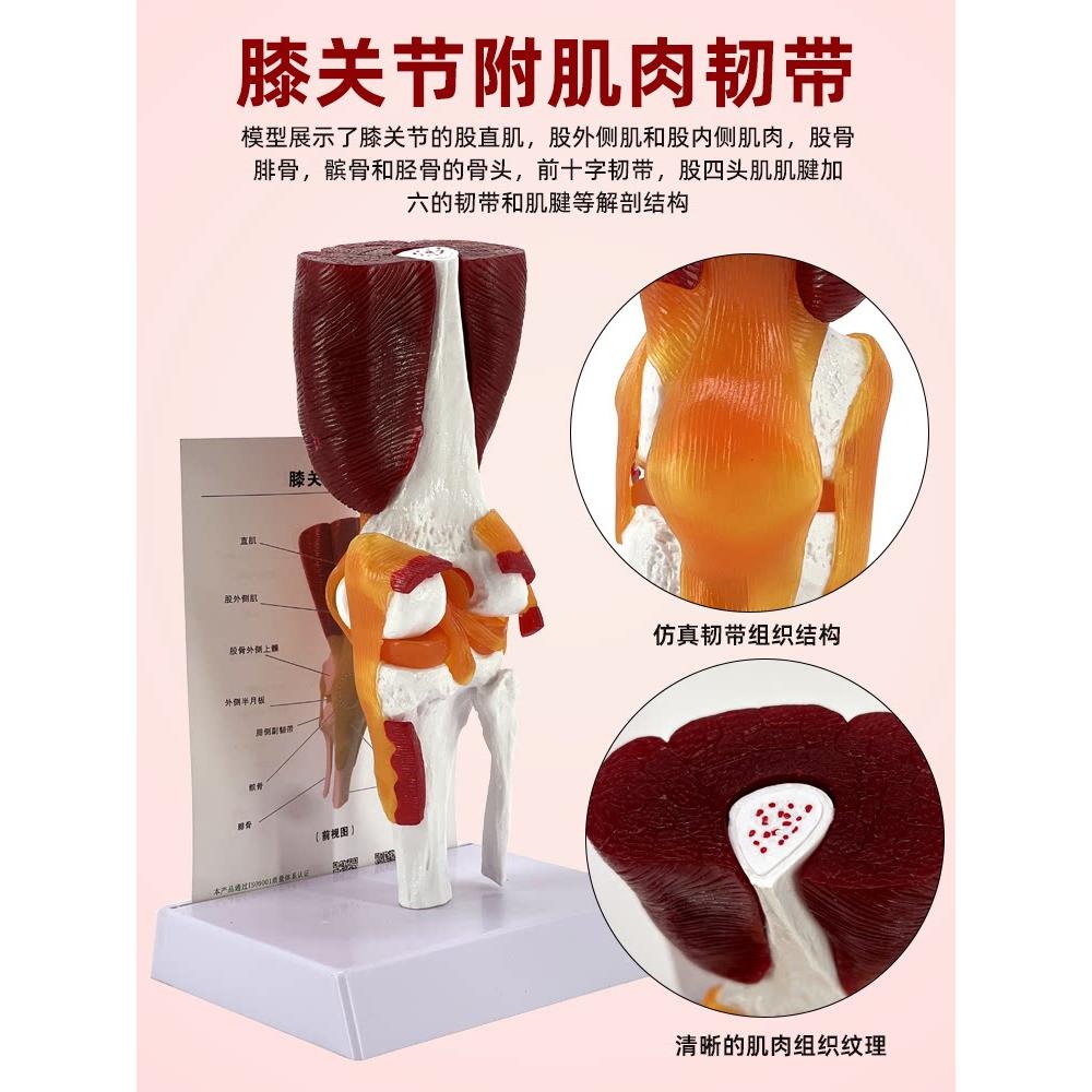 彷真人体肘髋膝肩锁关节神经医学解剖骨骼模型带肌肉韧带膝盖肌腱