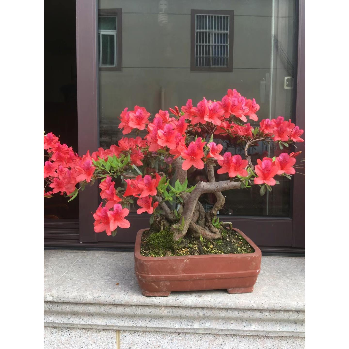 赤楠 乌饭绿植老桩盆景盆栽