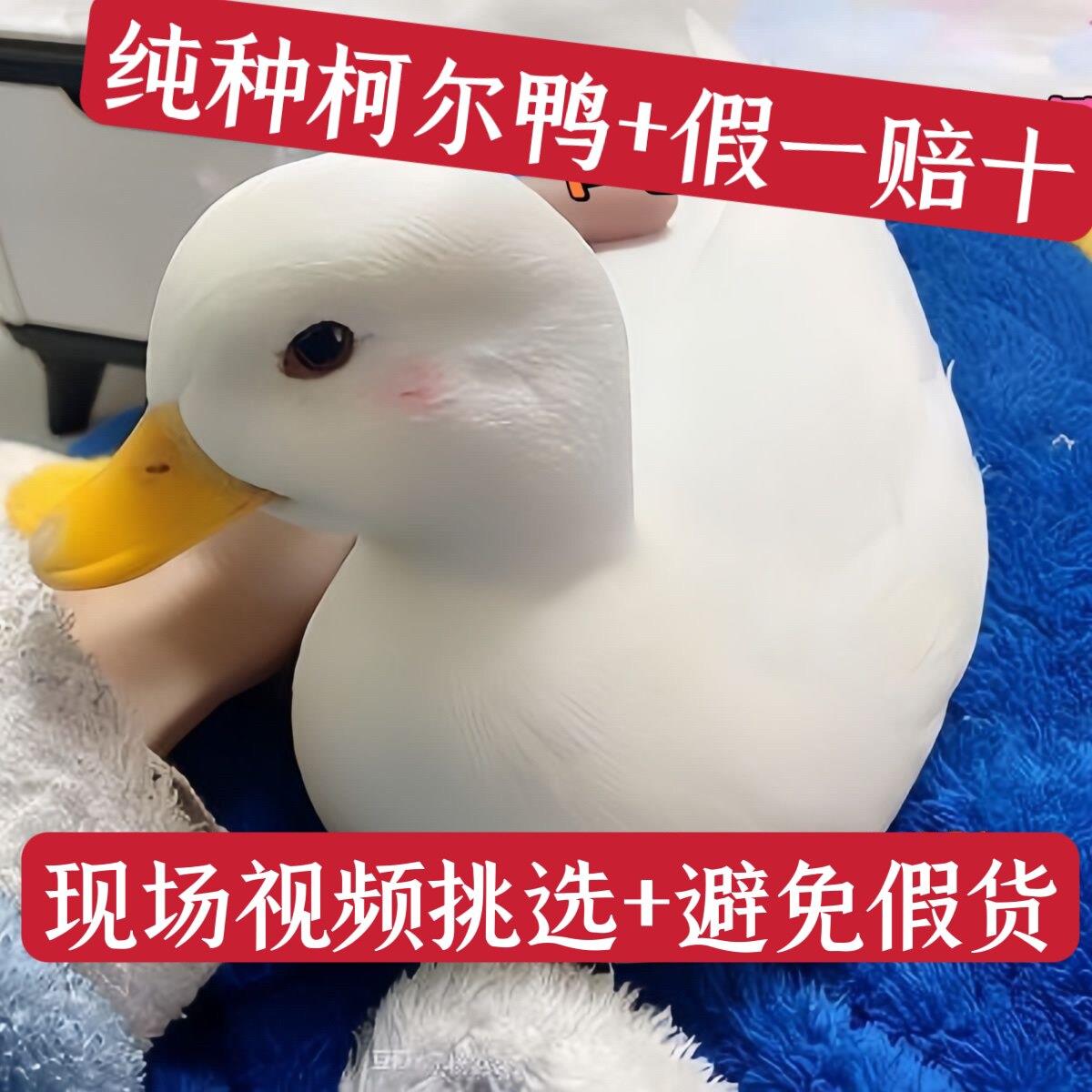 纯种柯尔鸭活苗宠物进口柯尔鸭幼仔崽鸭柯尔鸭成年宠物鸭子科尔鸭