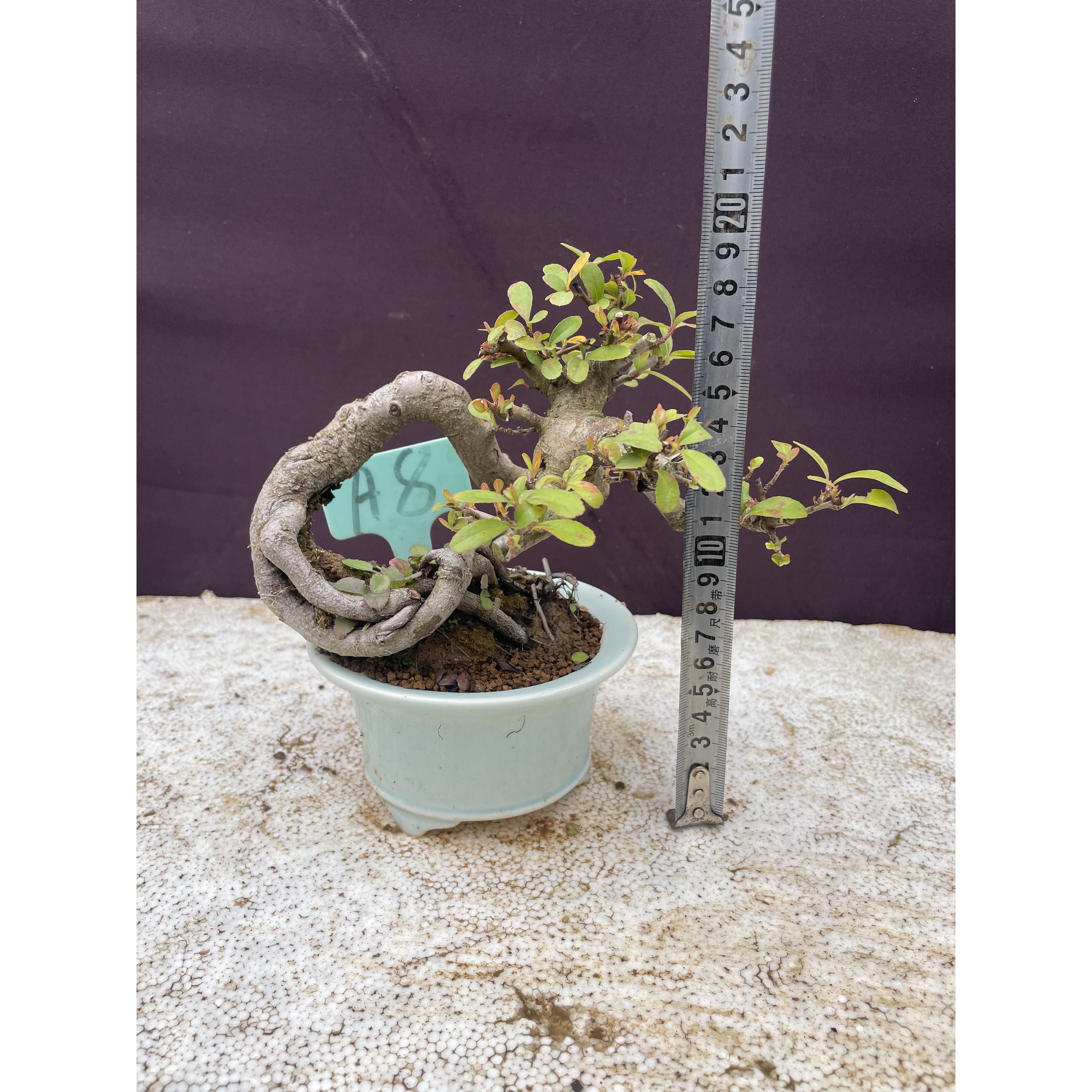 火棘盆栽红果盆景 四季常青耐寒植物 室内阳台庭院好养花卉