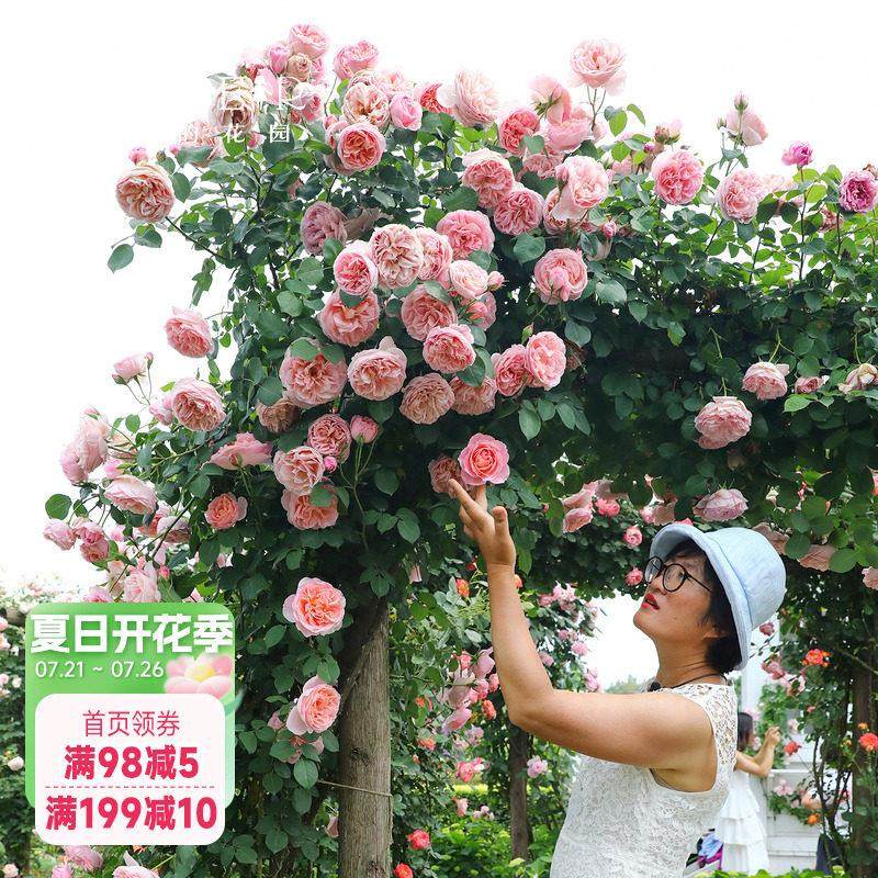 海蒂的花园月季花苗舍农索城堡的女人们玫瑰欧月爬藤植物花卉盆栽,鲜花速递/花卉仿真/绿植园艺,月季/蔷薇/玫瑰,淘宝优惠券,粉丝福利购,淘宝优惠卷