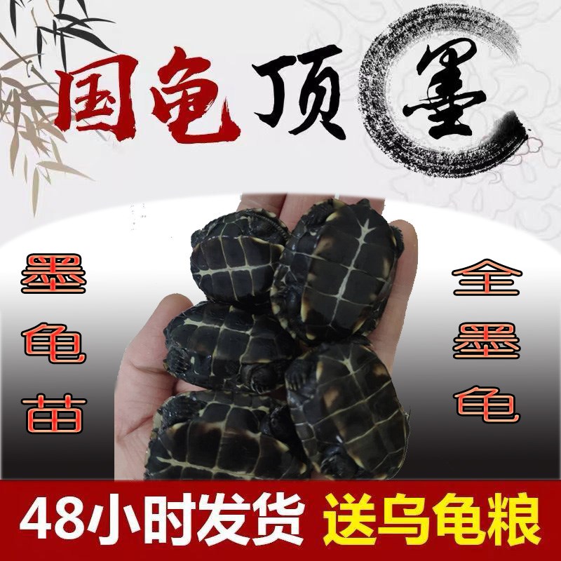 顶墨龟全黑纯种顶墨特大墨龟苗宠物龟水龟中华P草龟小乌龟活体情