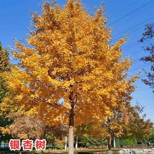 銀杏樹苗白果苗庭院占地綠化苗木行道樹金葉銀杏苗南北方種植花卉