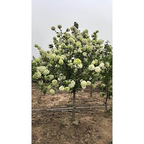 中华木绣球斗球耐寒花卉盆栽欧洲木绣球树苗绣球花苗