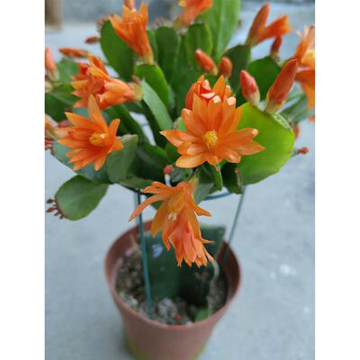 蟹爪兰假昙花嫁接老桩盆栽3月到5月初花期
