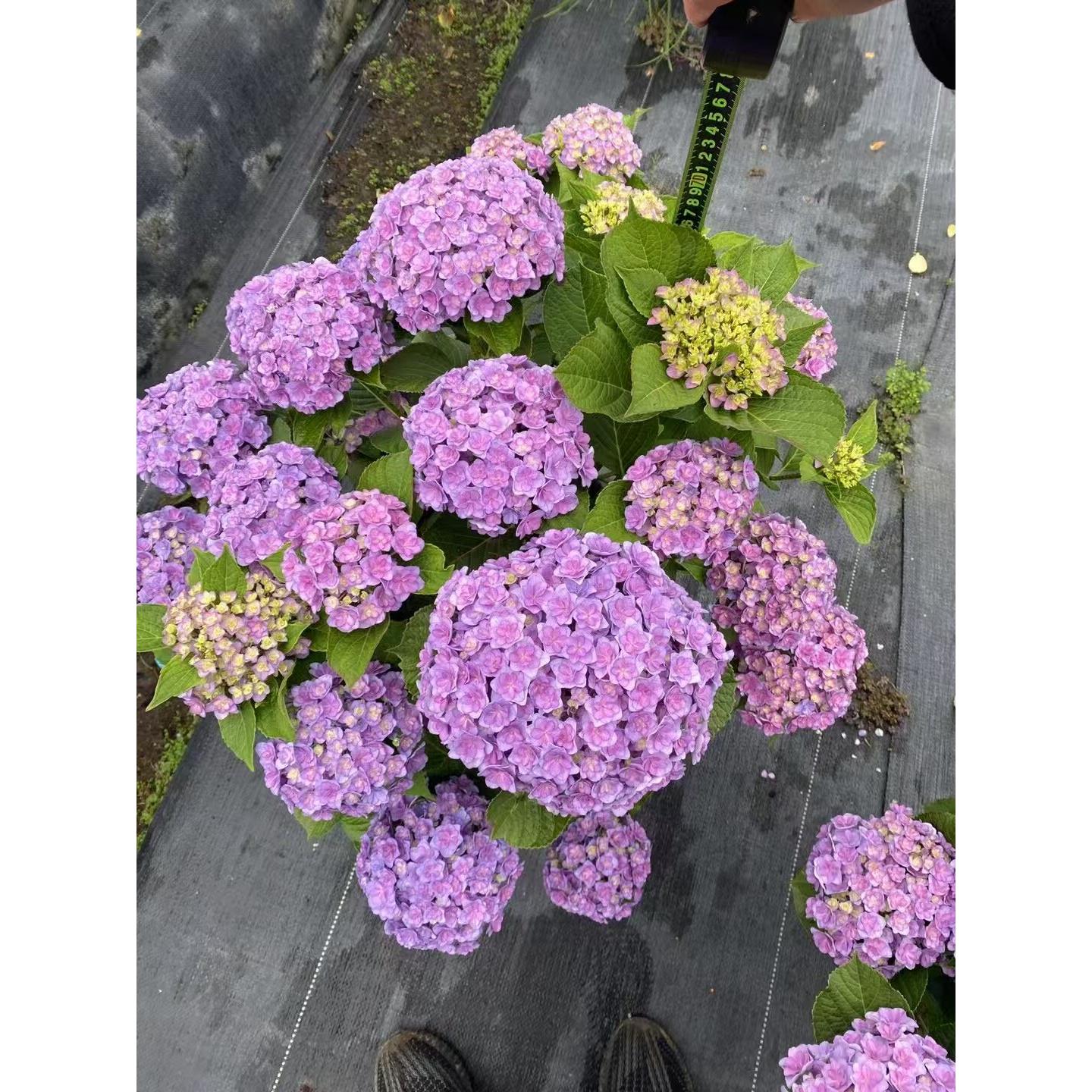 绣球花苗无尽夏绣球花盆栽小苗花手鞠万华镜阳台庭院