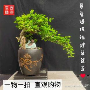 福建茶盆景老桩客厅办公室绿植四季 常青盆栽一物一拍原盆原土 包邮