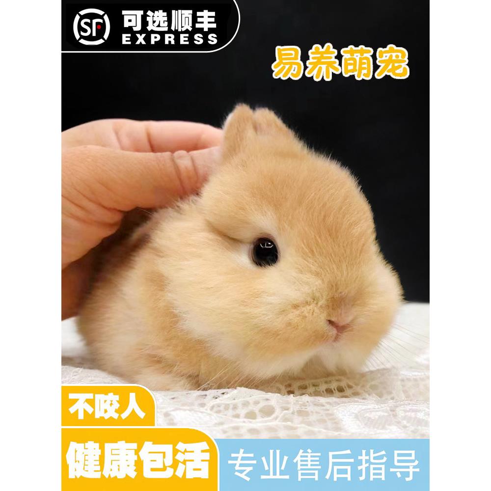 进口血统侏儒兔子活物小鹿黄色山猫纯种荷兰迷你小型宠物兔活体