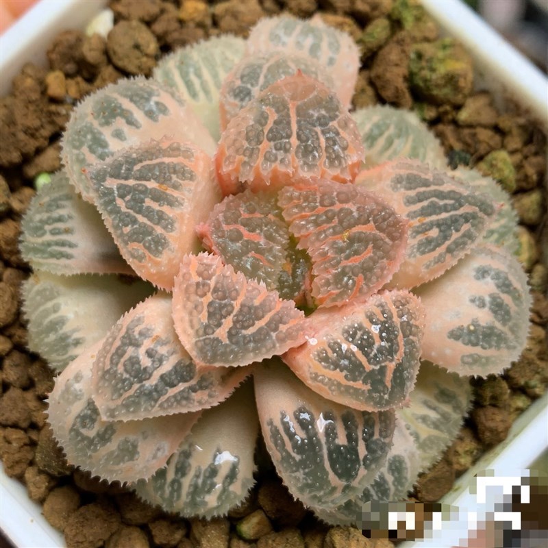 S冰沙糖d具味城 玉潭寿锦瓦苇十二卷多肉植物寿锦一物一拍