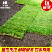 带泥土草坪真草台湾草皮户外马尼拉草地绿化足球场果岭草别墅庭院