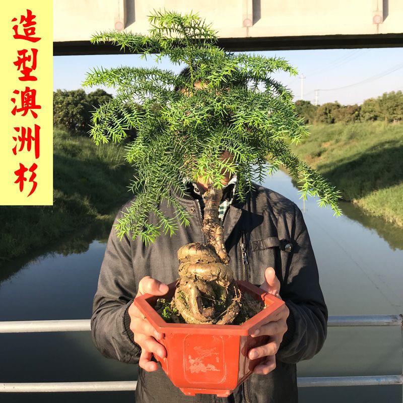 澳洲杉盆景老桩高档造型澳洲杉盆景室内办公室不老松四季常青迎春