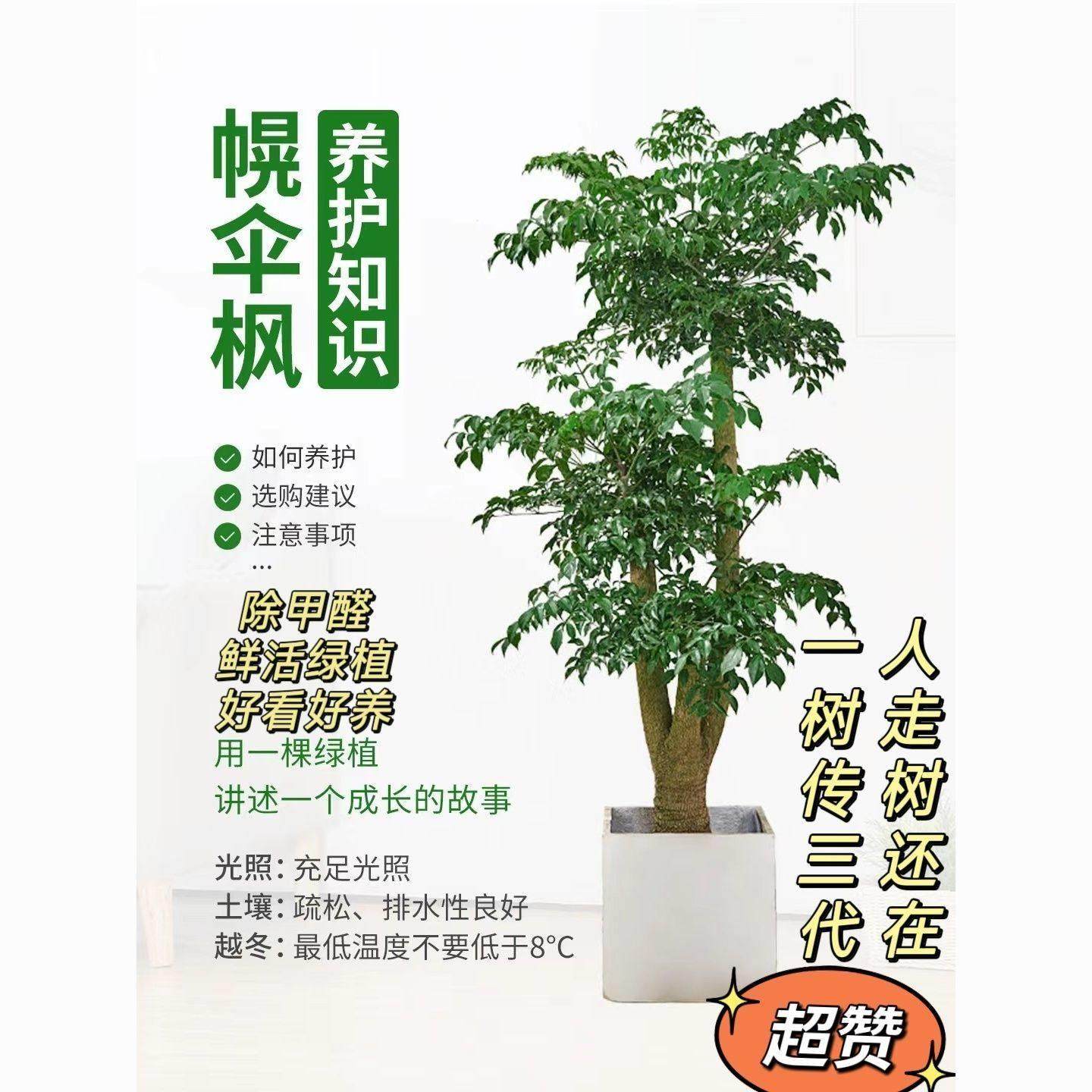 老桩幸福树盆栽绿植室内宅配到府,鲜花速递/花卉仿真/绿植园艺,大型绿植/成品组合盆栽,淘宝优惠券,粉丝福利购,淘宝优惠卷