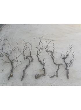 天然龙枣枝造型树枝干支花艺装饰材料龙爪枝干支树枝橱窗造景美陈