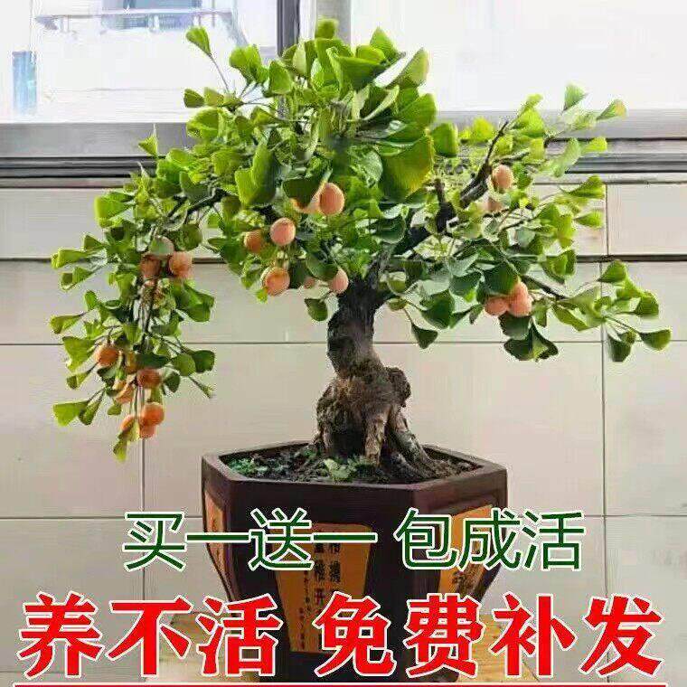 银杏树苗造型老桩矮霸室内花卉禄盘植物四季好养易活造型盆景