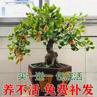 银杏树苗造型老桩矮霸室内花卉禄盘植物四季好养易活造型盆景