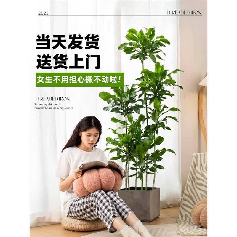 螺纹铁植物盆栽室k内客厅大型龙血树绿植物乔迁绿色摆件吸甲醛好