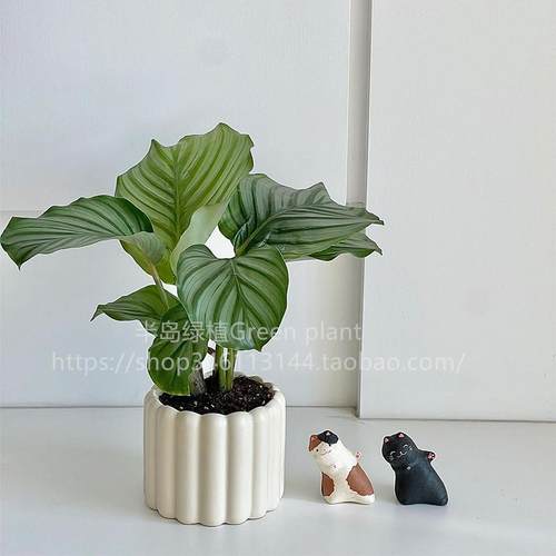 青苹 果竹芋盆栽室内摆件九里香办公桌面观叶植物四季常青好养