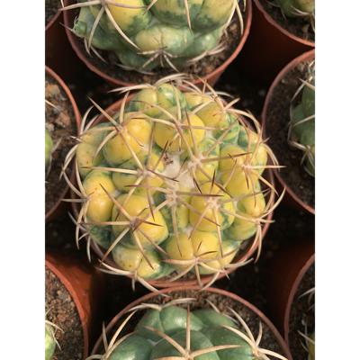 象芽锦带三角柱疣接嫁接侧芽仙人球带锦稀有品种仙人掌多肉植物花