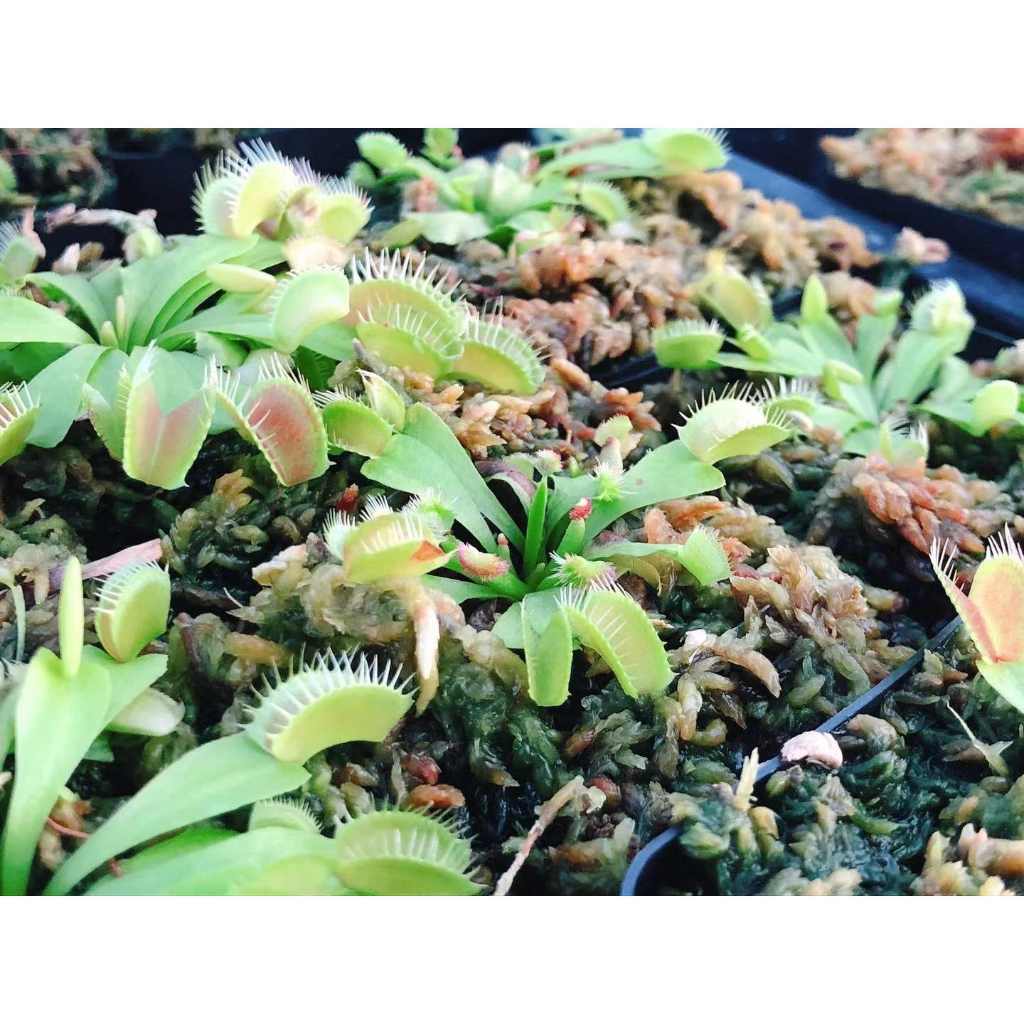 【超新星捕蝇草】食虫植物 食虫草 趣味绿植盆栽 稀有品种 包邮